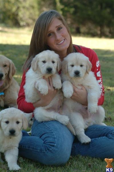 Golden Retriever Puppies