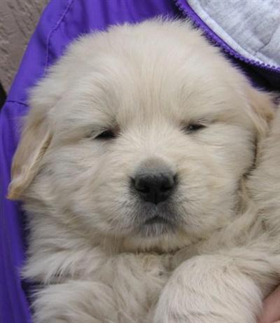 Golden Retriever Puppies