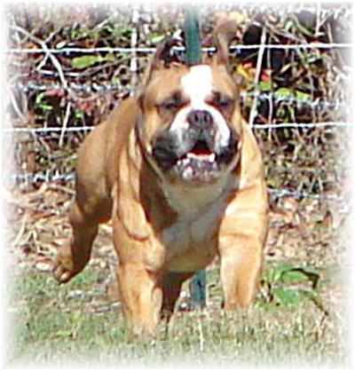 Dog Bluff SHERMAN