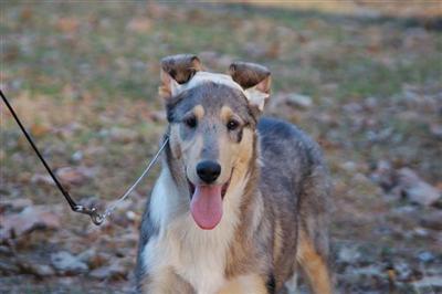 AKC Smooth Puppies for sale.