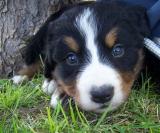Big Beautiful Bernese Mt. Dog Puppies