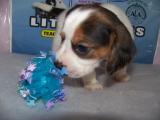Better than a Man Get a MINI BEAGLE