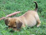 PUGGLE Puppies Ready to go home  ADORABLE