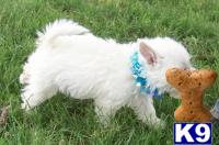 Adorable Male and Female Westies and WeePoos