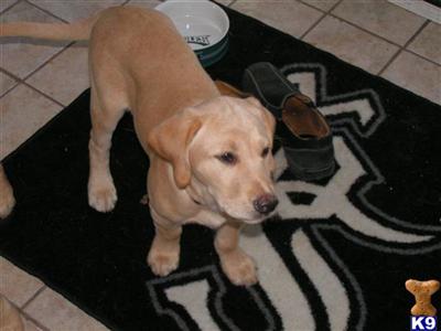 Champion Labrador Retriever