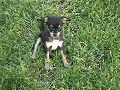 Chihuahua Puppies For Sale $300 one more left