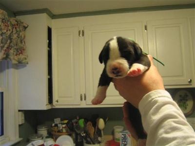 BERNADANE PUPPIES