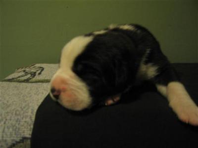 BERNADANES PUPPIES