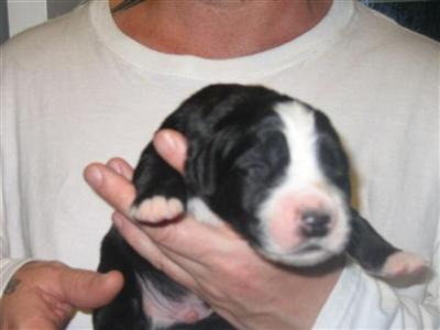 BERNADANE PUPPIES