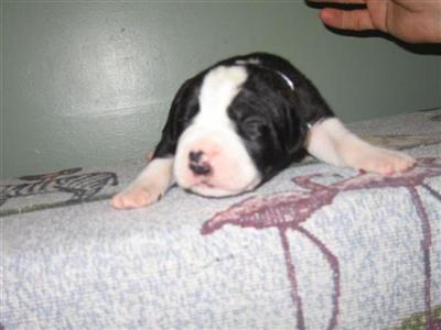 BERNADANE PUPPIES