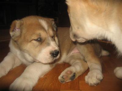 puppies-females for sale