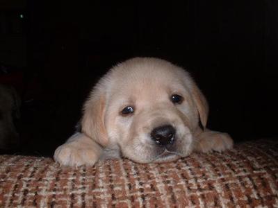 Puppies Puppies and more Puppies