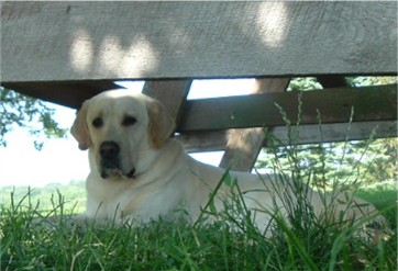 Boradors Duke of Candlewood