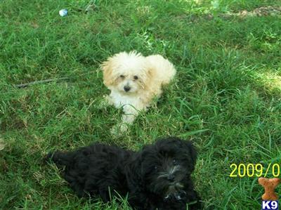 Pansy toy Male 2 AKC reg.