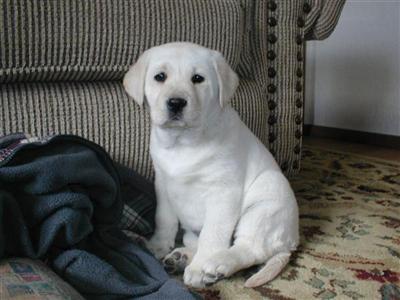 WHITE LABS