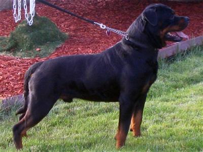 Dash  Dien Puppies available Now