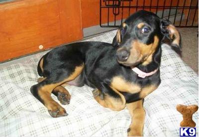 Doberman Pinscher Puppies