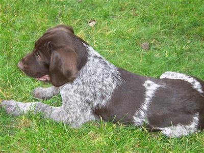 German Wirehaired Pointer Puppies