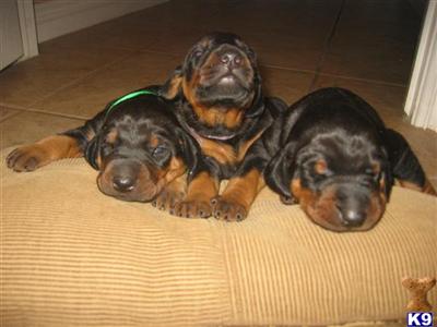 AKC DOBERMAN PUPPIES