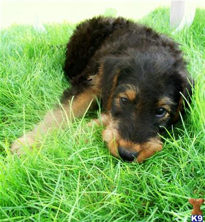 Clares pups