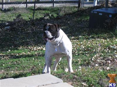 GUARDIANS AMERICAN BULLDOGS WALLY