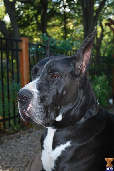 AKC Kasinodane El Torro Loco AKA Handsome