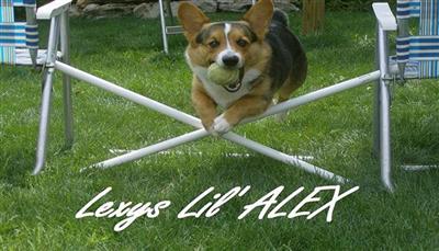 Lexys Lil ALEX~//Hanniedee12488@insightbb.com or freewebs.com/lexyslilalex for more info\\~