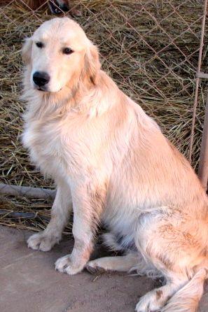 Bailey