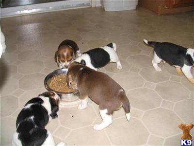 Beautiful Beagle Babies