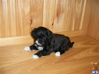 Shih-Poo Puppies 