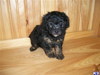 Adorable Miniature Poodle Puppies