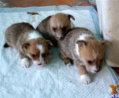PORTUGUESE PODENGO PEQUENO WIRE PUPS