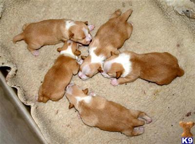 PORTUGUESE PODENGO PEQUENO WIRE PUPS MALES