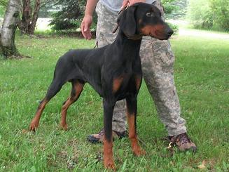 Duke -VWD Clear OFA prelim