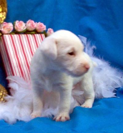 Champion Jack Russell puppies~Playful Intelligent Confirmation and PERSONALITY Shipping Included