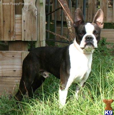 Short NOSE~Stocky Body~Registered~AKC Champion Bloodlines availableShipping Included