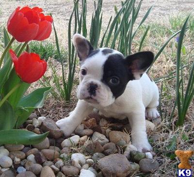 Champion French Bulldogs~Short body SUPER SHORT NOSE and WRINKLES