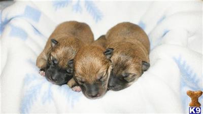 CHRISTMAS PUPPIES