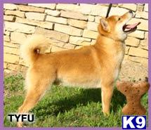 Tyfu