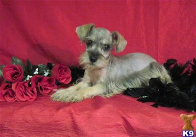 Adorable Tiny Toy Mini Schnauzer ~ AMANDA ~