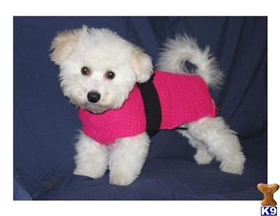 BEAUTIFUL, HEALTHY, LOVABLE BICHON PUPS TO NEW HOMES IN DECEMBER