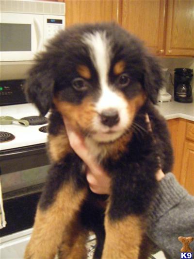Beautiful Berner Puppies, Champion in History, AKC great coloring.