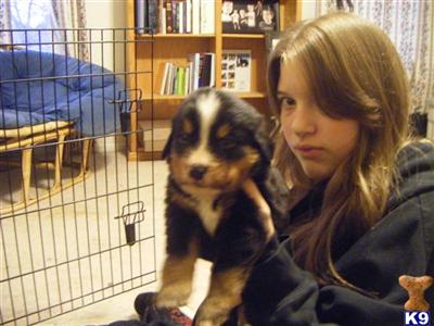 Beautiful Berner Puppies, Champion in History, AKC great coloring.