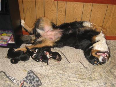 AKC Bernese Mountain Dog puppies