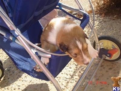 Rupert~ 6 males  5 females