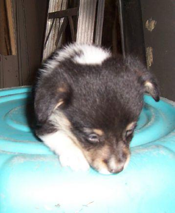 Beautiful Tri Color Welsh Corgi Pup/ Cor Jack pups/ACA Jack Russell Male