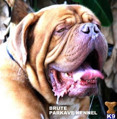 Brute son of Razz