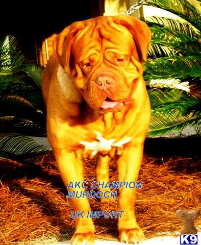 AKC-UKC Champion Emberez Murdoch