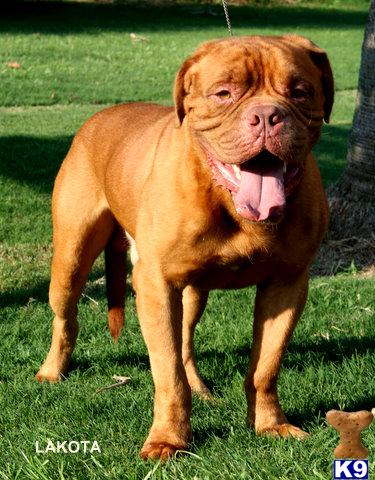 Park Ave Casey now due Oct bred to Danish import