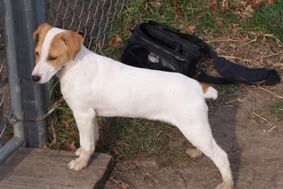 Farm Raised CKC Jack Russell Terrier Male